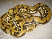 IMG_1778.jpg