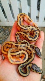 14' Enchi Pied Females.jpg