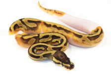 14' Enchi Pied male 2.jpg