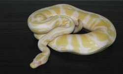 Albino.jpg