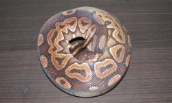 Cinny Het Albino.jpg