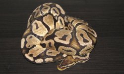 Pastel het ghost.jpg
