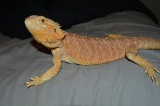 DSC_0138.jpg
