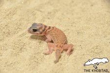 Nephrurus stellatus.JPG
