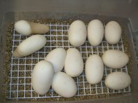 Eggs13.jpg