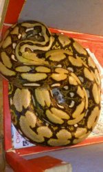 Snake 1.jpg