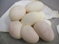 Eggs (2).jpg