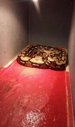 Snake 2.jpg