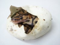 Egg.jpg