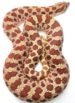 RedForFauna.jpg