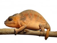 Canvas Chameleons - Luna - Ambilobe.jpg Canvas Chameleons - Luna - Ambilobe.jpg