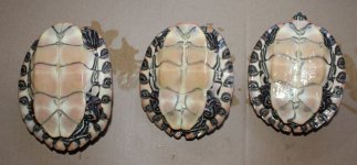 gorzugi_group_plastron_IMG_5116.jpg