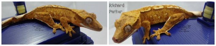 Richard Parker.jpg