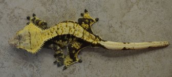 2014 panda 075.jpg