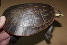 subglobosa_carapace_IMG_5117.jpg