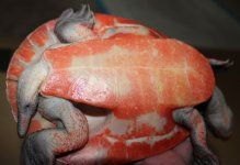 subglobosa_plastron_IMG_5118.jpg