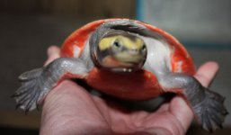 subglobosa_front_IMG_5119.jpg
