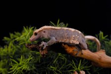 DSC_1265.jpg