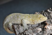 DSC_0650.jpg