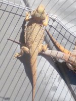 1cirrufemalehypo.jpg