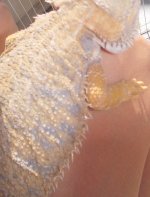 1citrusfemalehypo.jpg