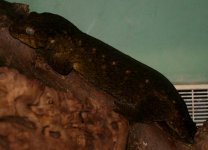 adult female DM 102612.jpg