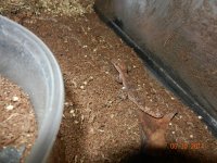 ALL geckos 02-26-14 006.jpg