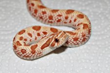 hypo2.jpg