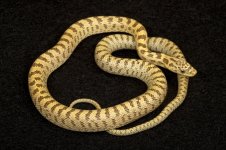 NorthernGreenRATsnakeMALE.jpg