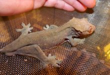 pgecko.jpg