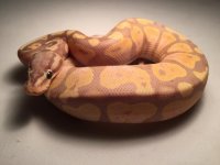 Super pastel banana male.jpg