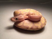 Super pastel banana female.jpg