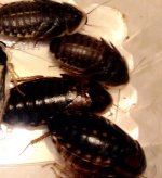 femroach.jpg