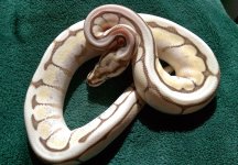 Moonsilver-insun.jpg