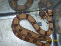 dougs animals 134.jpg