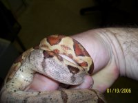 dougs animals 138.jpg