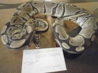 Justins_Lizards_007.jpg