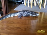 Gus 1 52010.jpg