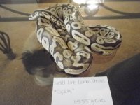 Justins_Lizards_008.jpg