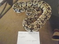 Justins_Lizards_009.jpg
