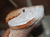 copperhead.jpg