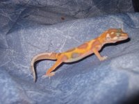 gecko 022.JPG