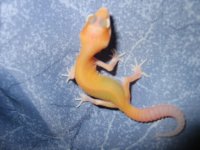 gecko 041.JPG
