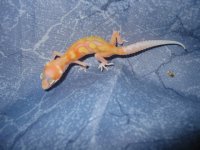 gecko 036.JPG
