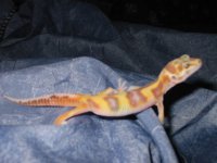 gecko 019.JPG