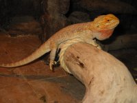 gecko 007.JPG