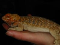 beardeddragonmale2009.JPG