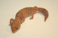 caramel1f36.JPG