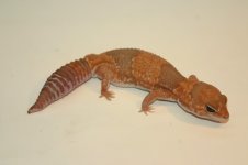 caramel2f42.JPG