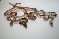 Calico spiders 2010 002.jpg